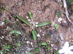 Pinguicula parvifolia