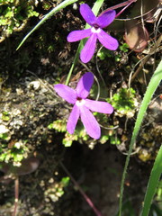 Pinguicula oblongiloba