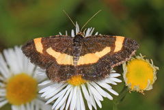 Heliomata infulata