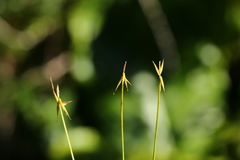 Carex pauciflora