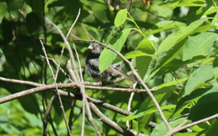 Junco hyemalis carolinensis