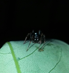 Oedignatha scrobiculata