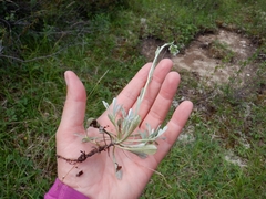 Antennaria rosea confinis
