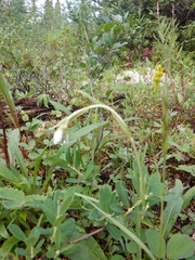 Antennaria rosea confinis