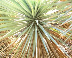 Yucca rigida