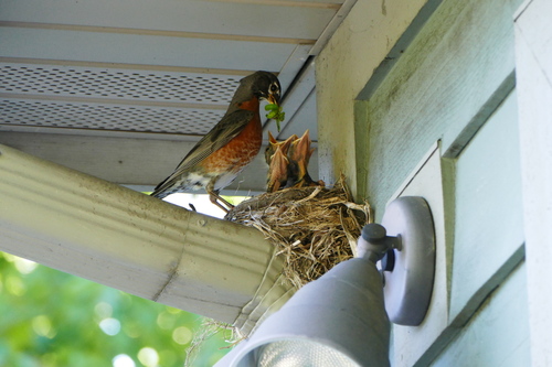 American Robin photographed in Michigan