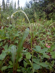 Antennaria rosea confinis