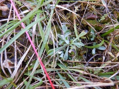 Antennaria rosea confinis