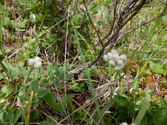 Antennaria rosea confinis