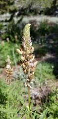 Lupinus pratensis