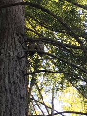 Strix occidentalis caurina