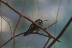 Chlorostilbon lucidus