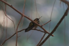 Chlorostilbon lucidus