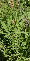 Lupinus pratensis