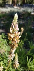 Lupinus pratensis