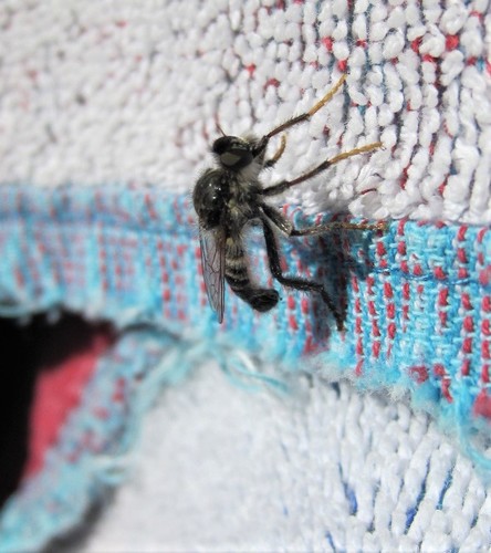 Cyrtopogon chagnoni