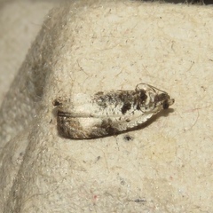Olethreutes malana