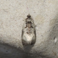 Olethreutes malana