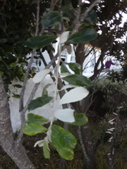 Brachylaena discolor