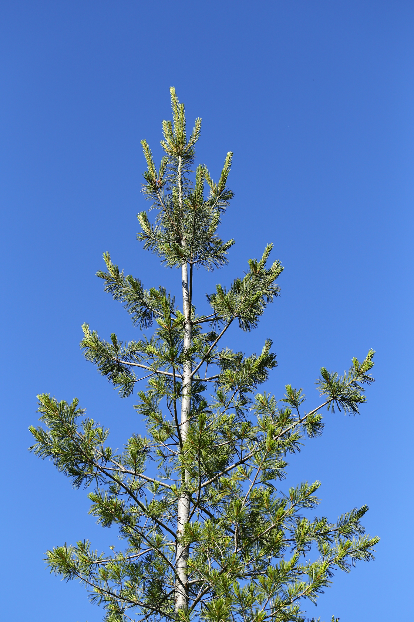Western White Pine