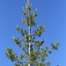 Western White Pine - Photo (c) T. Abe Lloyd, some rights reserved (CC BY-NC), uploaded by T. Abe Lloyd