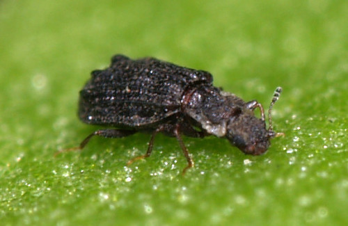 Swollen Fungus Beetle, photo 3 of 10