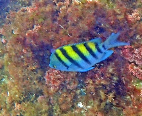 Panama sergeant major (Abudefduf troschelii) — Pomacentridae