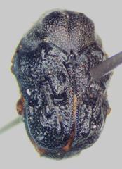 Chlamisus kraatzi