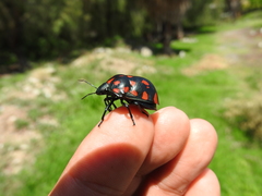Pachycoris torridus