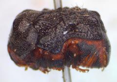 Chlamisus kraatzi