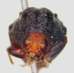 Chlamisus kraatzi