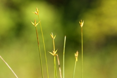 Carex pauciflora