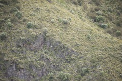 Geranoaetus melanoleucus