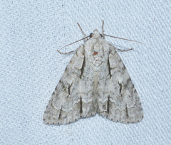 Acronicta laetifica
