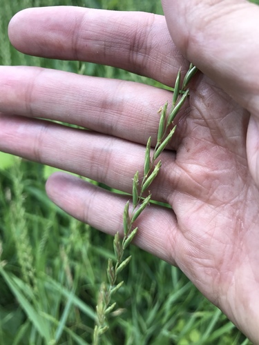Chiendent rampant (Elymus repens) — photo 3