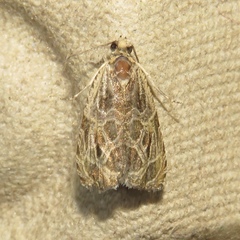 Olethreutes inornatana