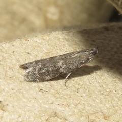 Eurythmia angulella