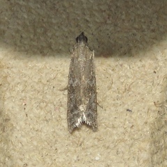 Eurythmia angulella