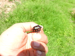 Pachycoris torridus
