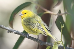 Sicalis flaveola pelzelni