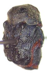 Chlamisus kraatzi