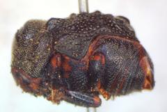 Chlamisus kraatzi