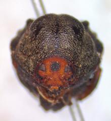 Chlamisus kraatzi