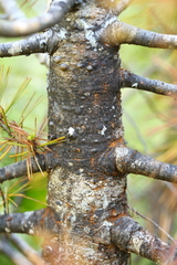 Cronartium ribicola