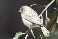Sicalis flaveola pelzelni