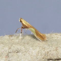 Caloptilia superbifrontella