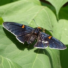 Phocides lilea