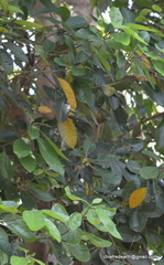 Magnoliopsida