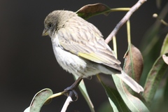 Sicalis flaveola pelzelni