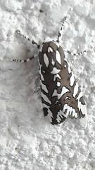 Arachnis dilecta